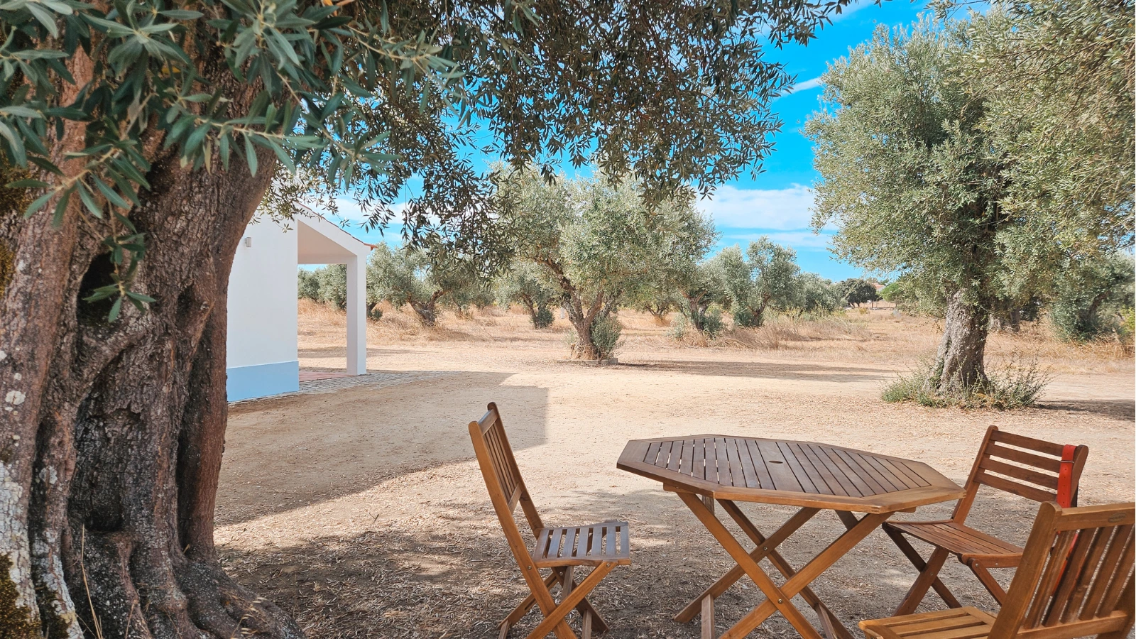 Olive oil tasting in the Alentejo: Experience the magic of Amor é Cego